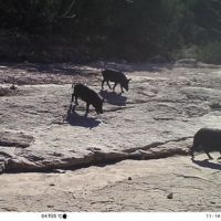 80 acres for sale Southern hill country