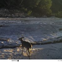 80 acres for sale Southern hill country images 4