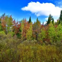 88 acres Adirondack Hunting Land Waverly NY images 4