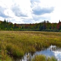 88 acres Adirondack Hunting Land Waverly NY images 3
