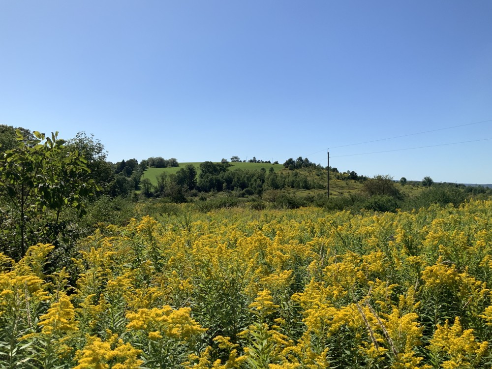 50 acres with Pond and Country views Plainfield NY featured image