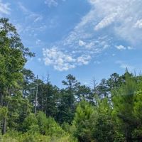 303 Acres T-11 Red Hollow images 5