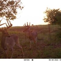 Comanche Ranch 800