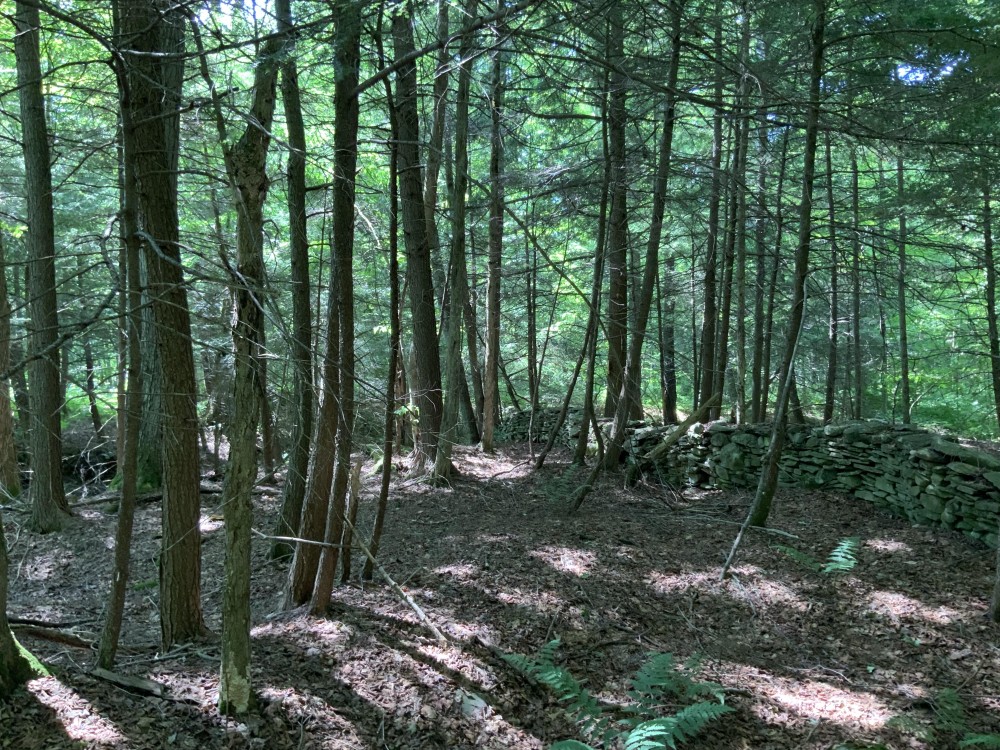 6 acres Hunting Camp Site Pharsalia NY featured image