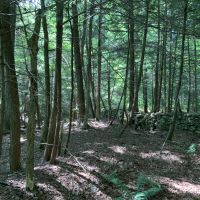 6 acres Hunting Camp Site Pharsalia NY