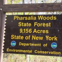 6 acres Hunting Camp Site Pharsalia NY images 4