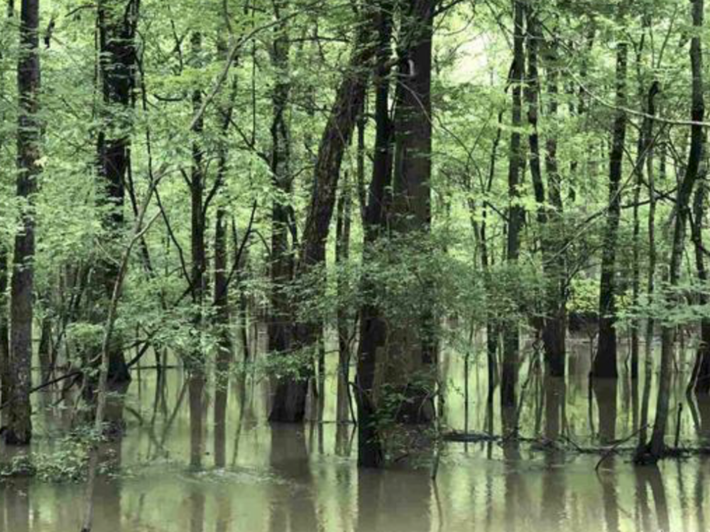 80 - Acers Deer Duck Hunting Land Poinsett County AR featured image