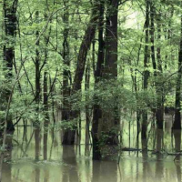 80 - Acers Deer Duck Hunting Land Poinsett County AR