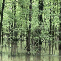 80 - Acers Deer Duck Hunting Land Poinsett County AR images 2