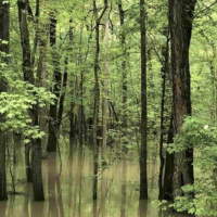 80 - Acers Deer Duck Hunting Land Poinsett County AR images 3