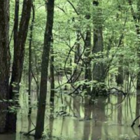 80 - Acers Deer Duck Hunting Land Poinsett County AR images 4