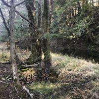 81 acres Hunting Land and Timberland in Mount Vision NY near Cooperstown images 2