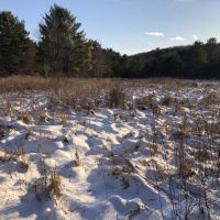 38 acres Hunting Land in Ward NY Waugh Brook Road