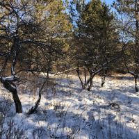 38 acres Hunting Land in Ward NY Waugh Brook Road images 4