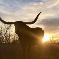 Chalker Ranch