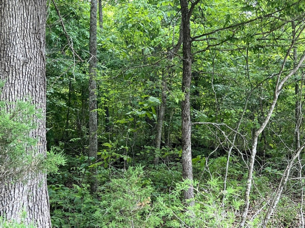 Home and Hunting featured image