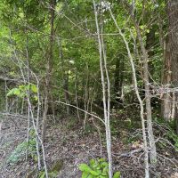 Home and Hunting images 2