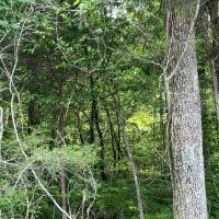 Home and Hunting images 4