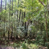 7.7 Acres of Land For Sale in Amite County MS images 4