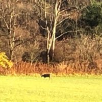 50 acres Farmland with Woods and Stream in Greene NY County Road 9 images 3