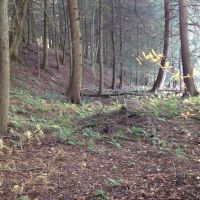 50 acres Farmland with Woods and Stream in Greene NY County Road 9 images 4