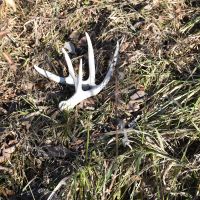 184 acres m l Appanoose Co. IA images 4