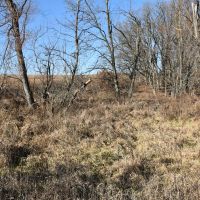 184 acres m l Appanoose Co. IA images 2