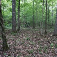 Hardwood Tract Creek Fishing Hunting images 4