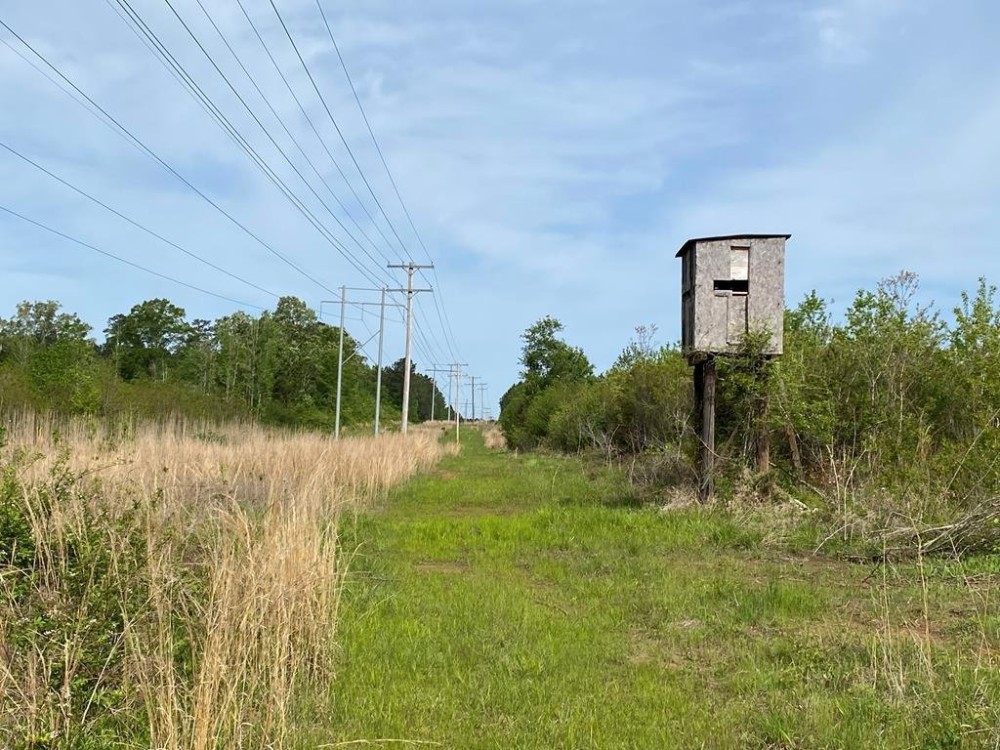 186.5 Acre Hunting Land for Sale Amite County MS featured image