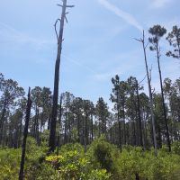 1.25 Acres of Evergreen Forest Near St. John s River images 3