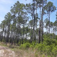 1.25 Acres of Evergreen Forest Near St. John s River images 2