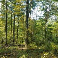 57 acres Timberland in Corning NY West Road images 2