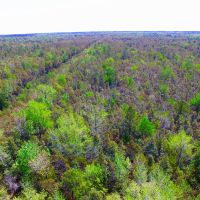 Timber Tract For Sale in Pamlico County NC 3630 Acres Hunting Tract images 3