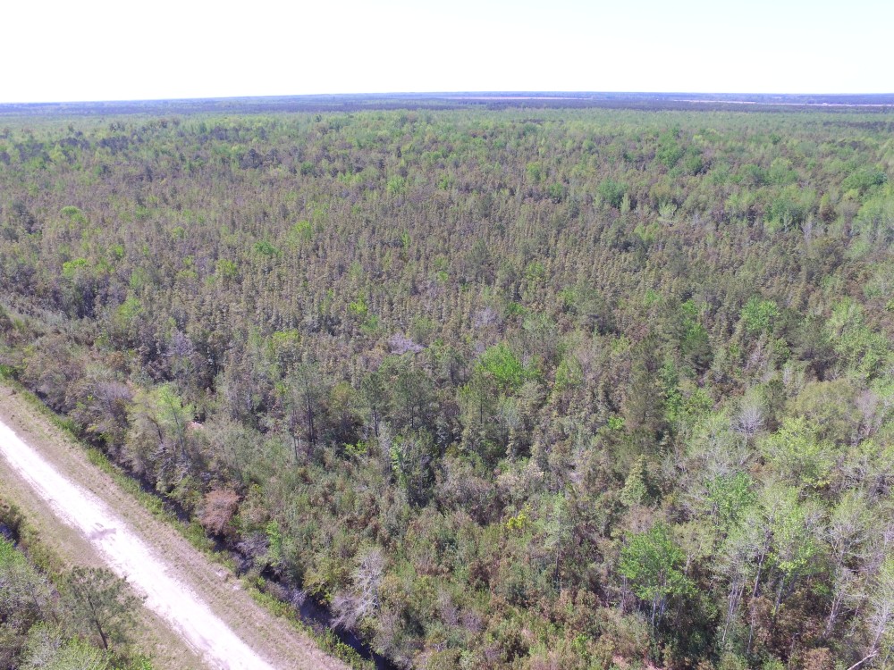 Timber Tract For Sale in Pamlico County NC 3630 Acres Hunting Tract featured image