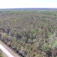 Timber Tract For Sale in Pamlico County NC 3630 Acres Hunting Tract