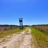 Timber Tract For Sale in Pamlico County NC 3630 Acres Hunting Tract images 2