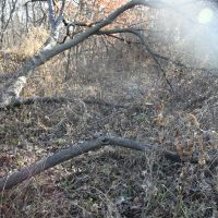 110 acres m l Appanoose Co. IA images 3