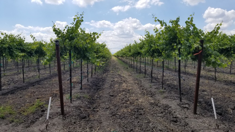 Willow Point Tule Road Vineyards featured image