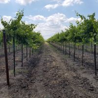 Willow Point Tule Road Vineyards