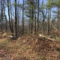 102 acres Timberland and Hunting Land in Fine NY Ridge Road images 4