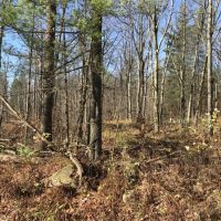 102 acres Timberland and Hunting Land in Fine NY Ridge Road images 3