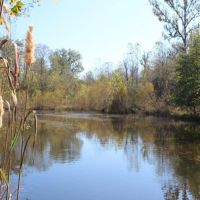 Big Swamp Creek Hunting Timber Tract images 2