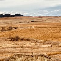 Pheasants on Kara Creek images 2