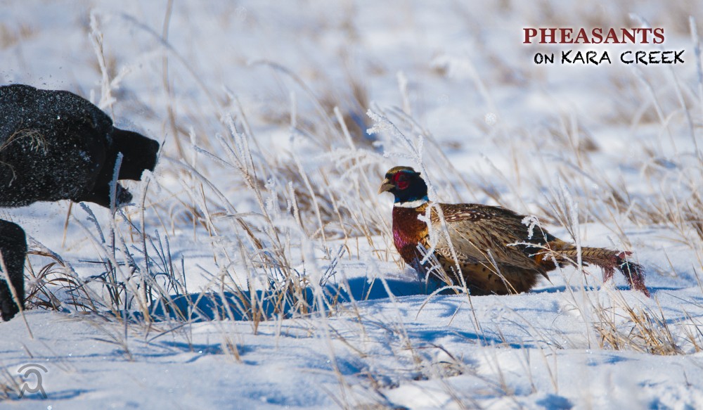 Pheasants on Kara Creek featured image