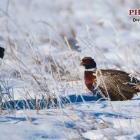 Pheasants on Kara Creek images 1
