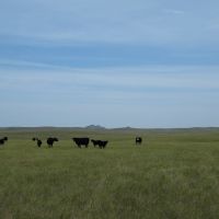 Irrigated Hunting Land images 2