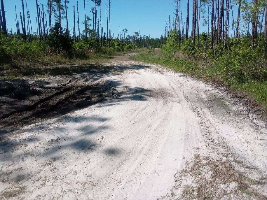 1.25 Acres of Secluded Land Near St. John s River featured image