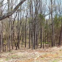 87.88 Acres open wooded beautiful home sites great hunting images 3