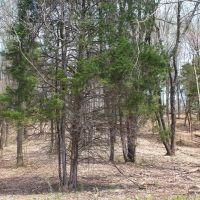 87.88 Acres open wooded beautiful home sites great hunting images 4