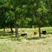 Productive Ranch in Lincoln County For Sale images 2
